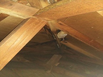 姫路市香寺町の小屋裏の白カビの写真