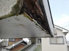 カビの発生した軒天