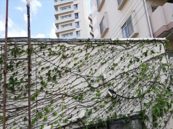 明石市の外壁のツタ