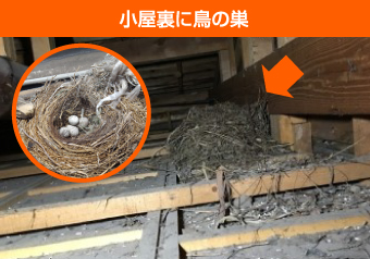 小屋裏の鳥の巣
