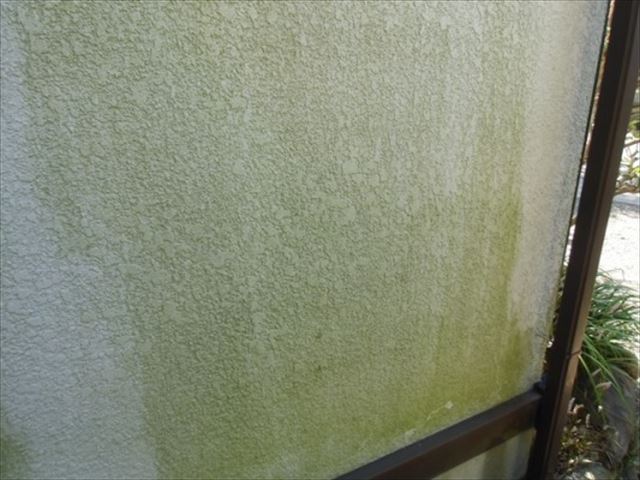 藻の発生した外壁